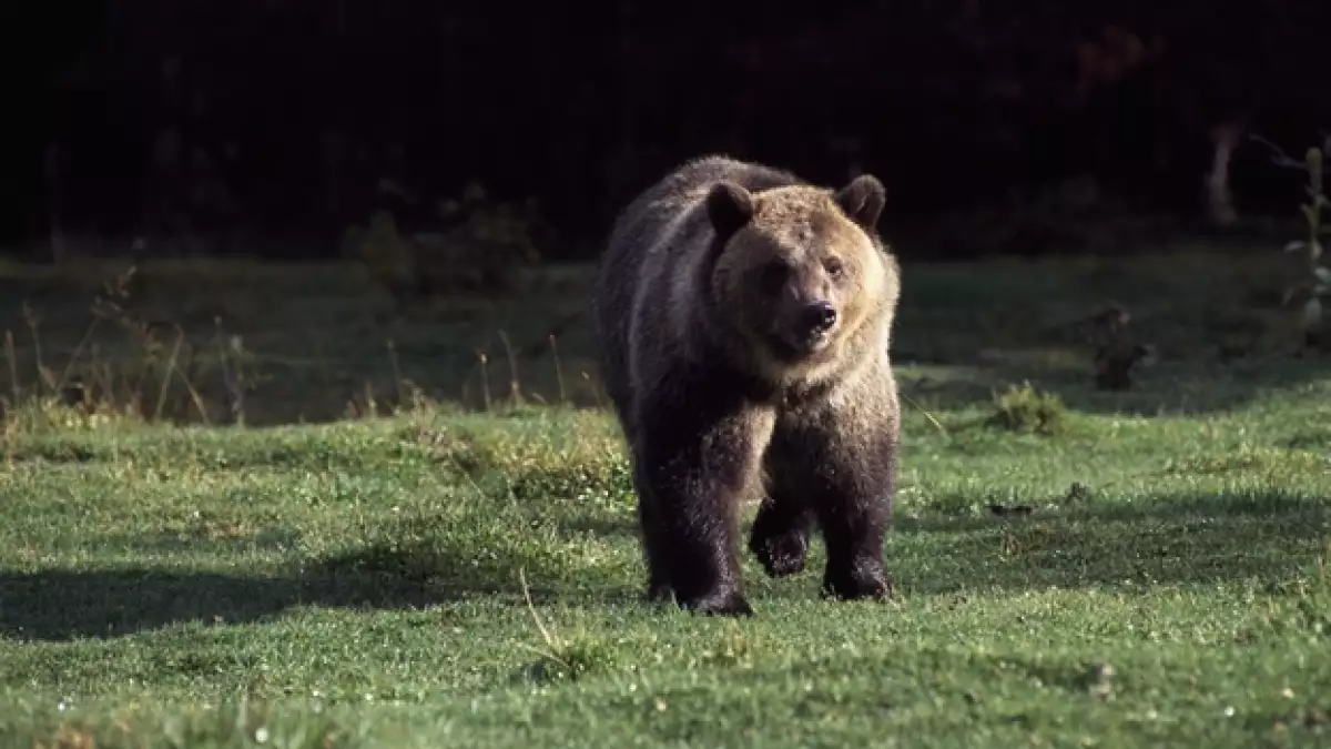 oso grizzly