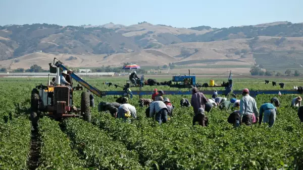 #Entrelíneas | La tortuosa ruta de la migración temporal