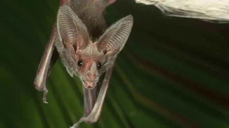 murciélagos especies mamíferos