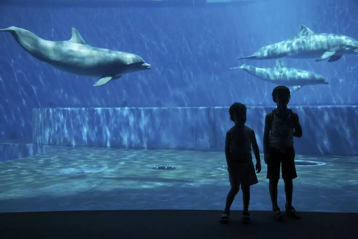 No a los delfines en espectáculos