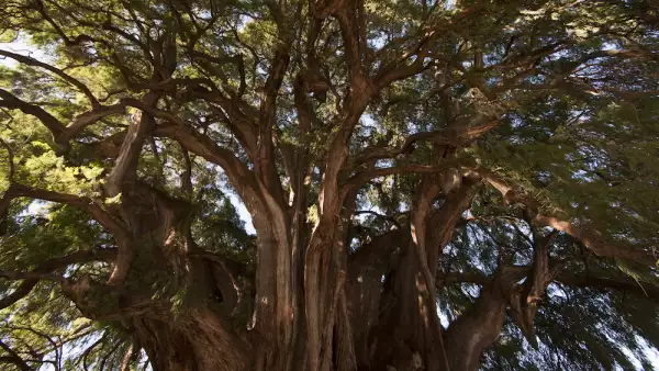 Un árbol ahuehuete