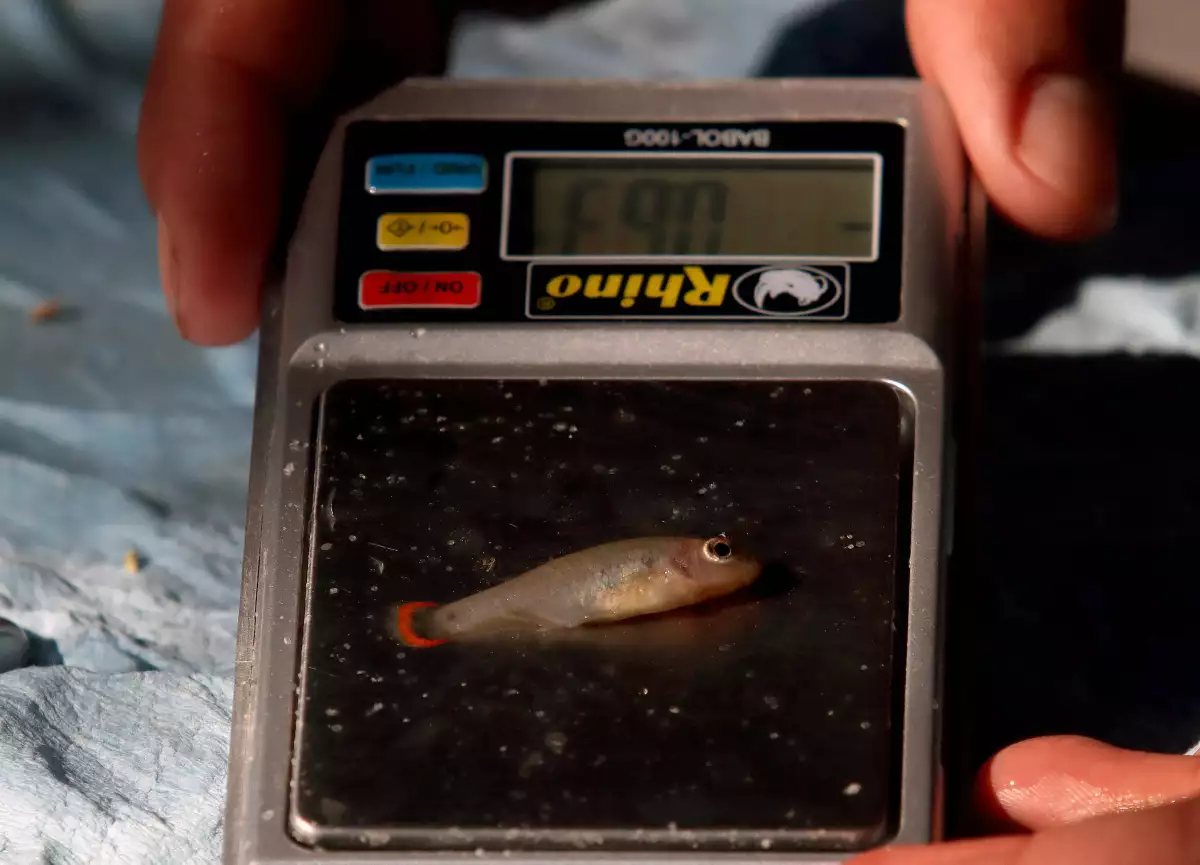 pez-tequila-extincion