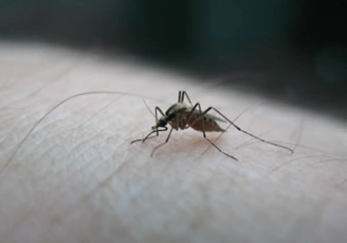 dengue-casos-mexico