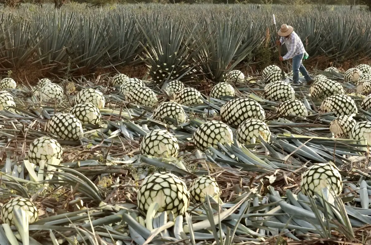 Hombres en el campo trabajando con piñas de agave.