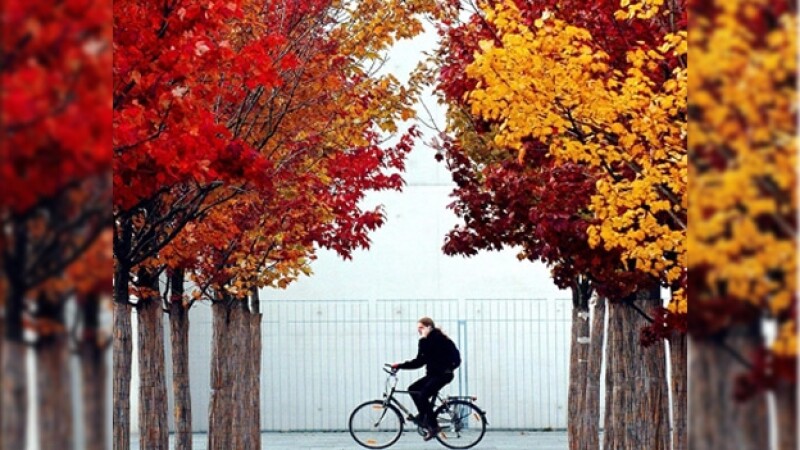 hojas otoño