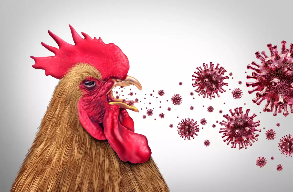 reaparece-cepa-gripe-aviar-h7n9