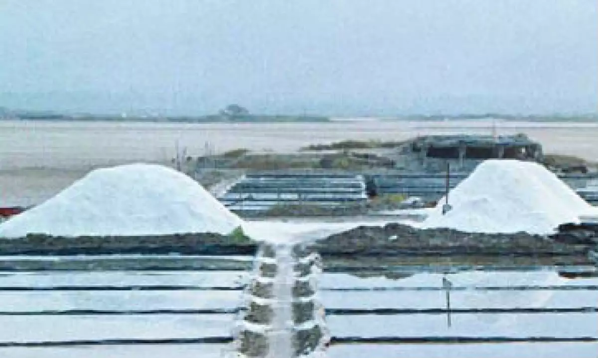 producci�n de sal