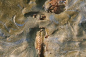 Saltamontes