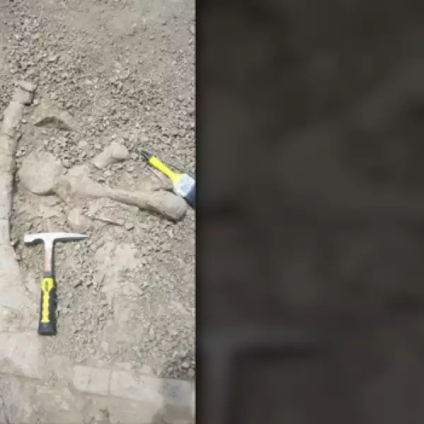 huesos de dinosaurio