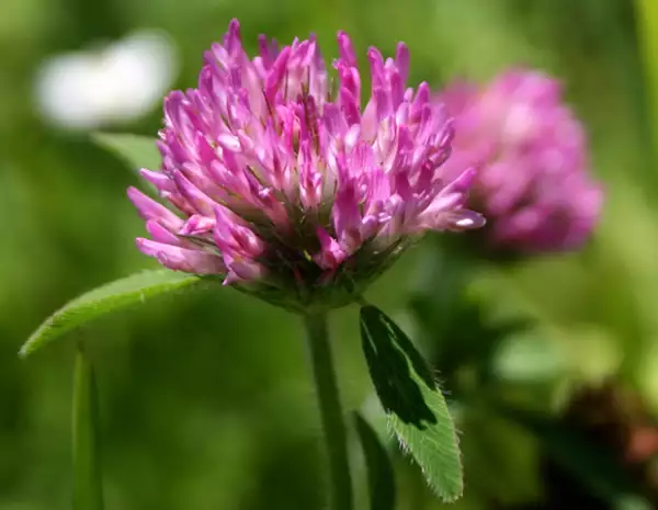 El trébol rojo produce sudoración, ayudando a eliminar toxinas del cuerpo.