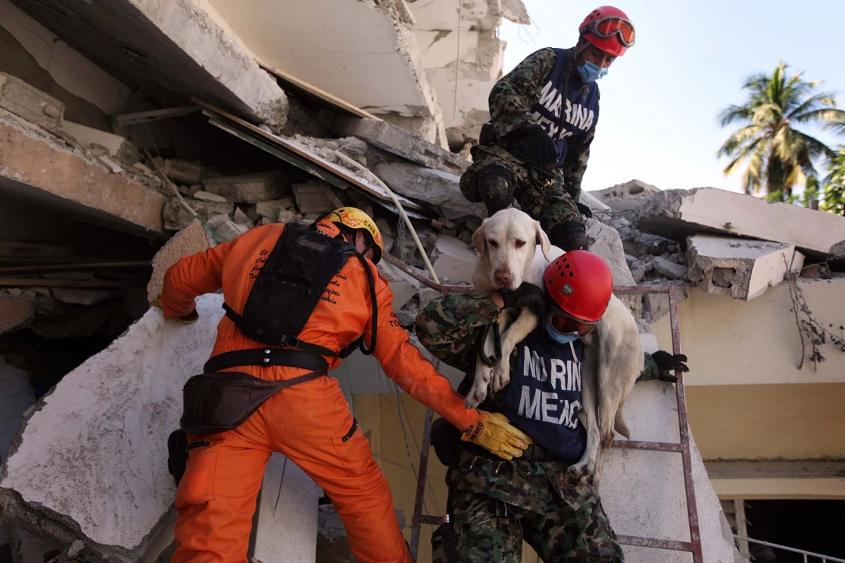Mascotas rescatadas sismo
