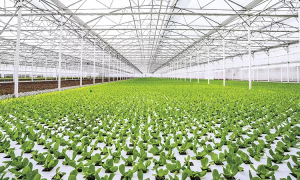 La cuatro semillas del futuro 