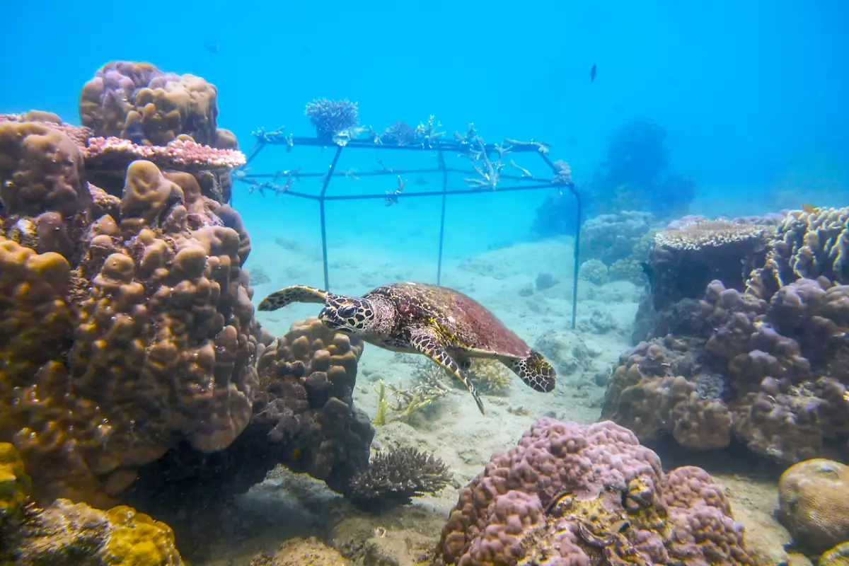 DoDo Tenaka Tartle.png