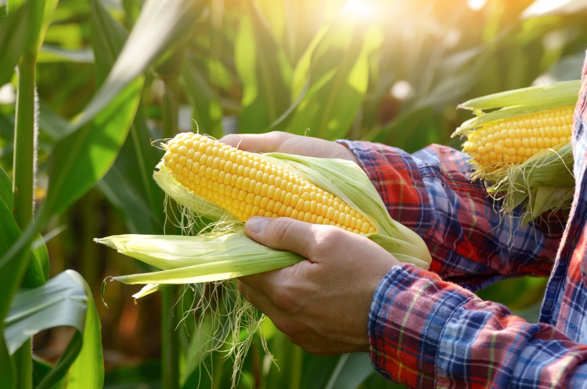 El mexicano que desarrolló una nueva variedad de ‘maíz enano’ para Bayer