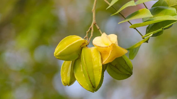 Carambolo.