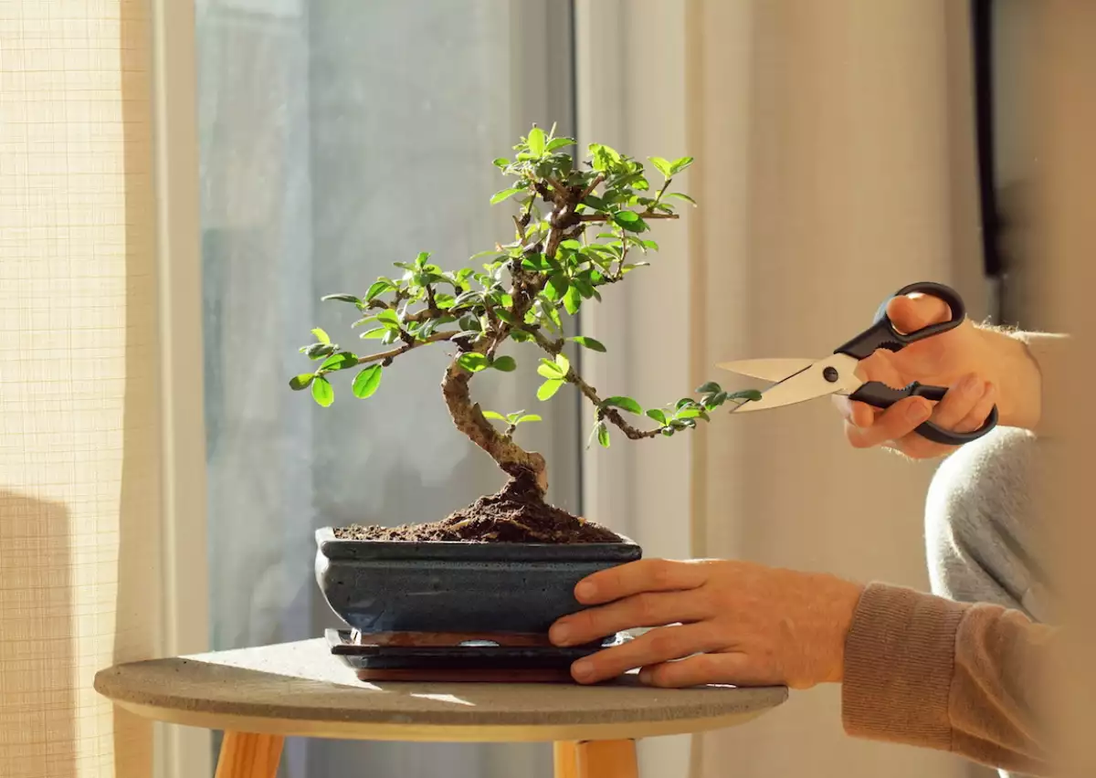 Tranquil scene with a hand cutting leaves of a bonsai ficus plant.