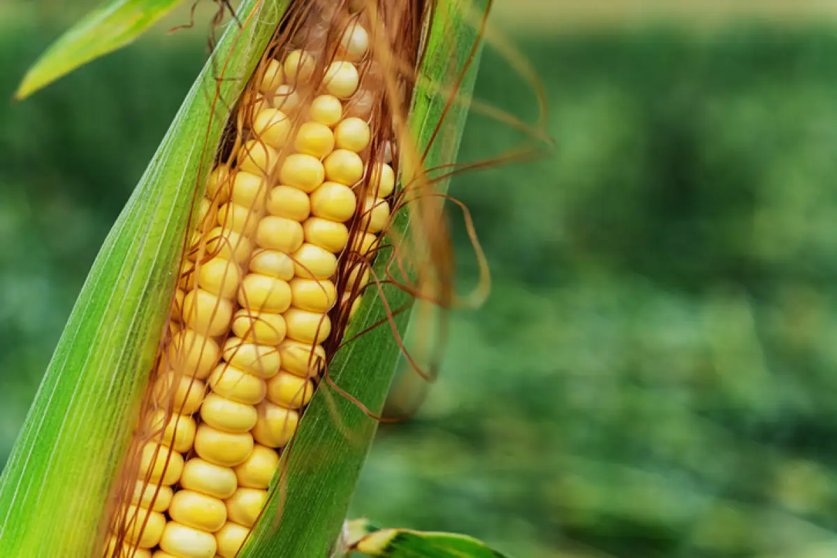 maiz mexicano producción incumple en 2021