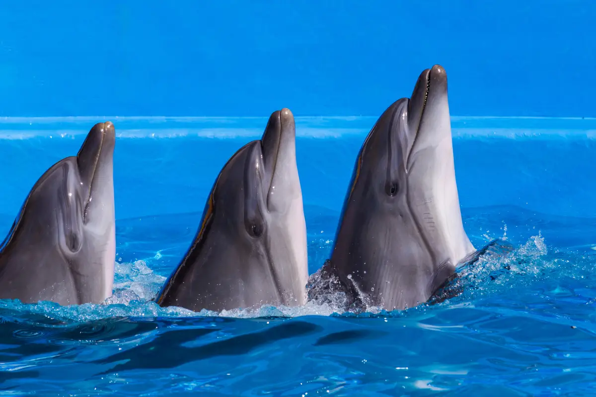 delfines-cabeza-botella