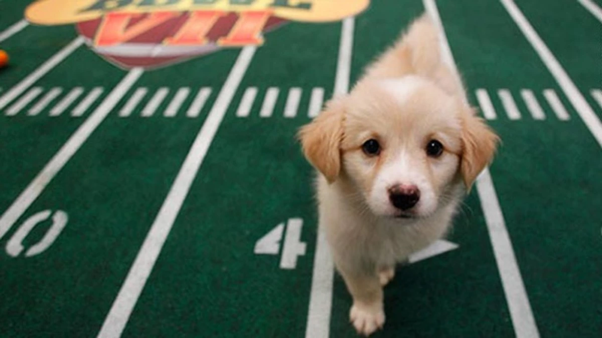 field pet