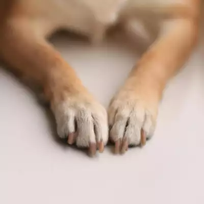 perro longevo muere.png