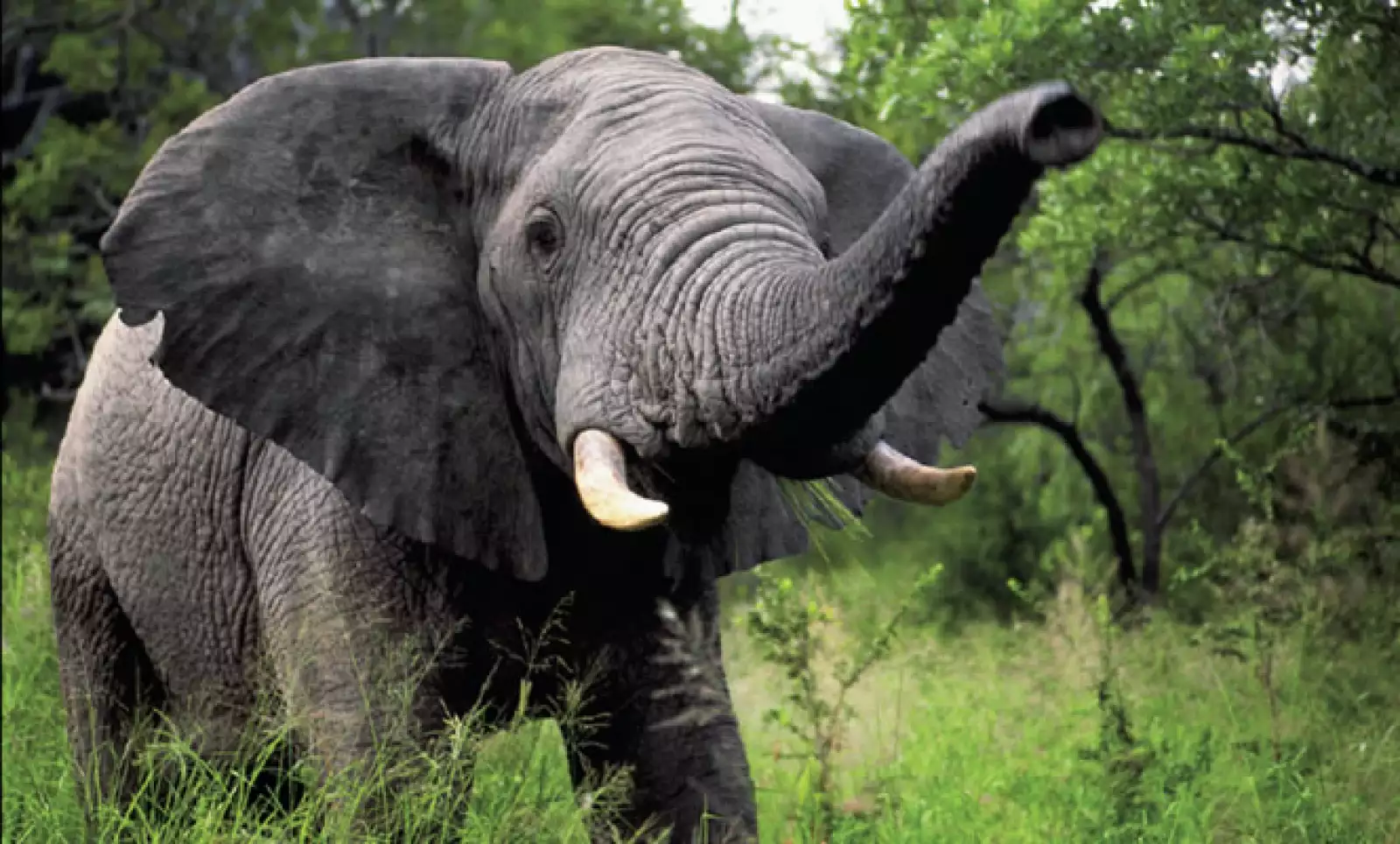 La Reserva Nacional del Kruger alberga más de 500 especies de aves y de 147 especies de mamíferos y es la reserva natural más grande de Sudáfrica.