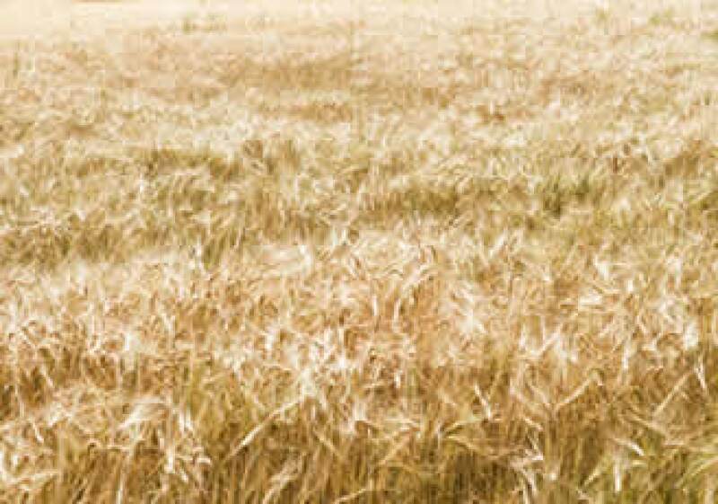 La CNA pidió apoyo inmediato para los agricultores que perdieron sus cosechas por la ola gélida. (Foto: Photos to Go)