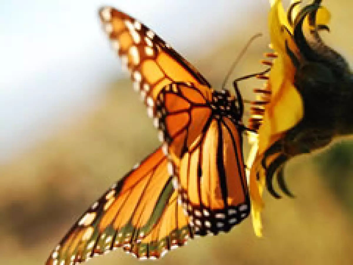 La mariposa monarca a pesar cruzar miles de kilómetros para reproducirse esta en peligro por la contaminación ambiental. (Foto: Especial )