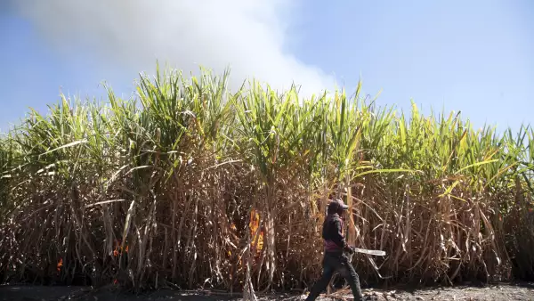 Zafra Morelos 2016-2017