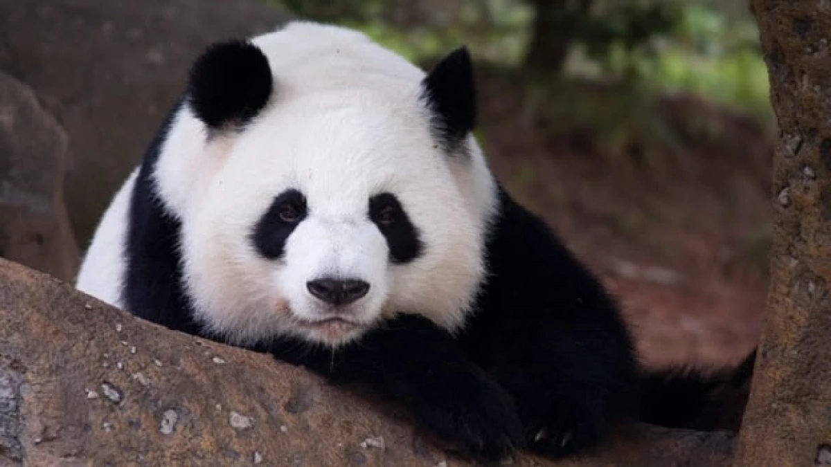 panda eu
