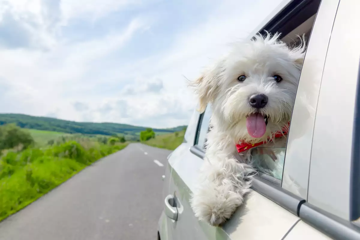 tips-viajar-con-perro-auto