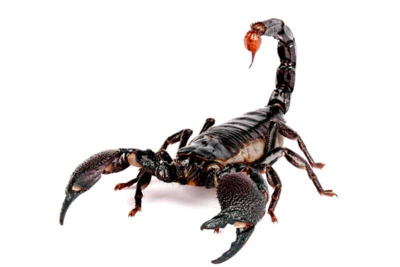 Escorpión