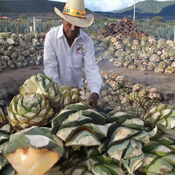Mezcalera Oro de Oaxaca