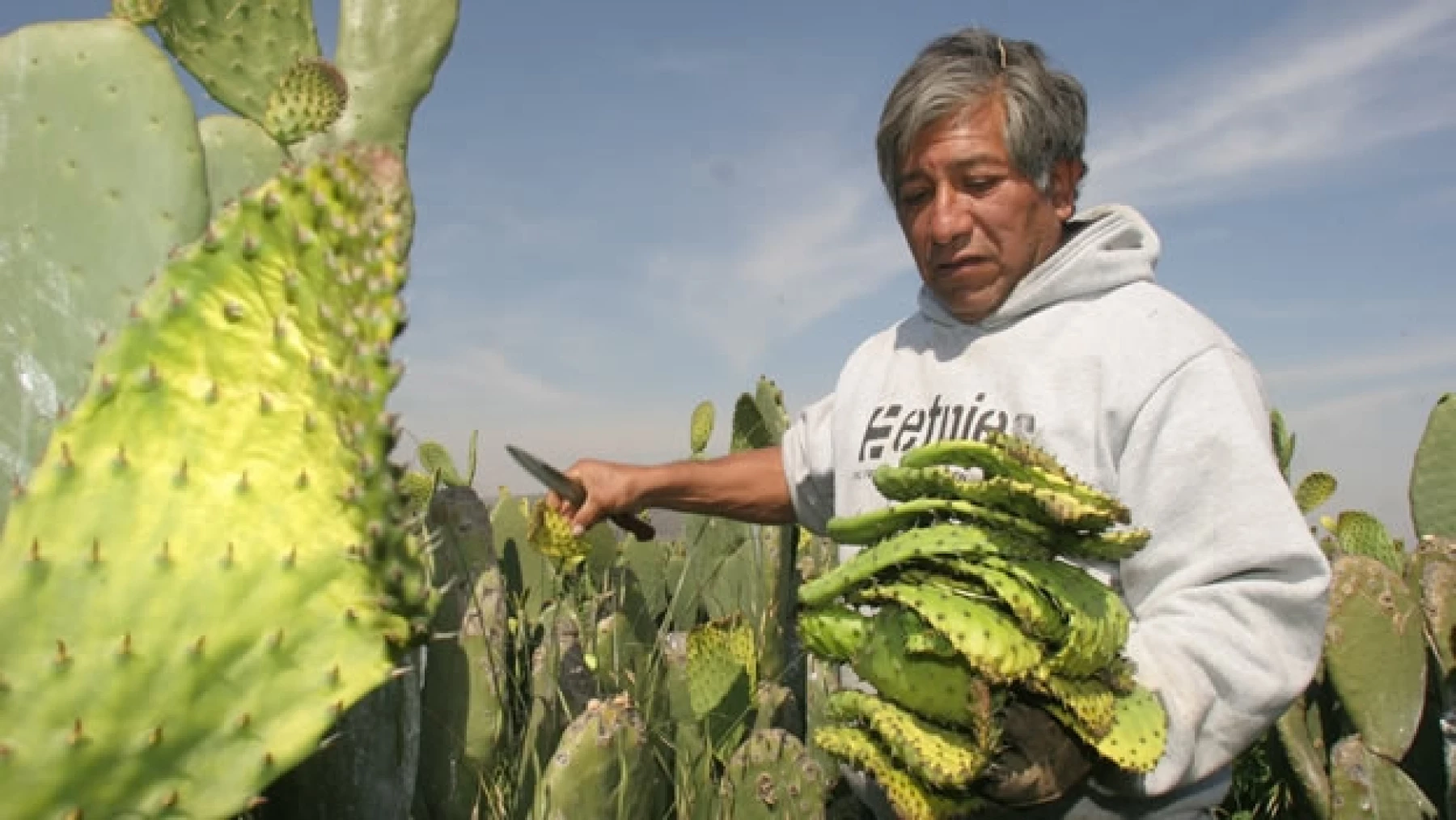 Seis símbolos mexicanos 'conquistados' por extranjeros