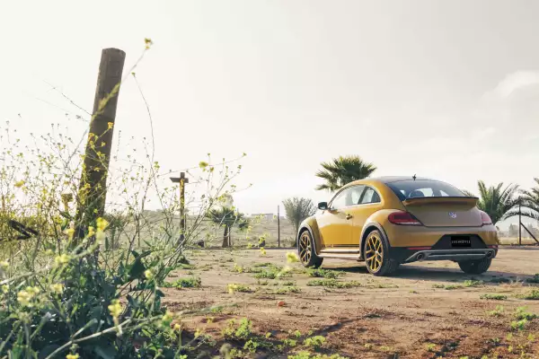 Beetle Dune