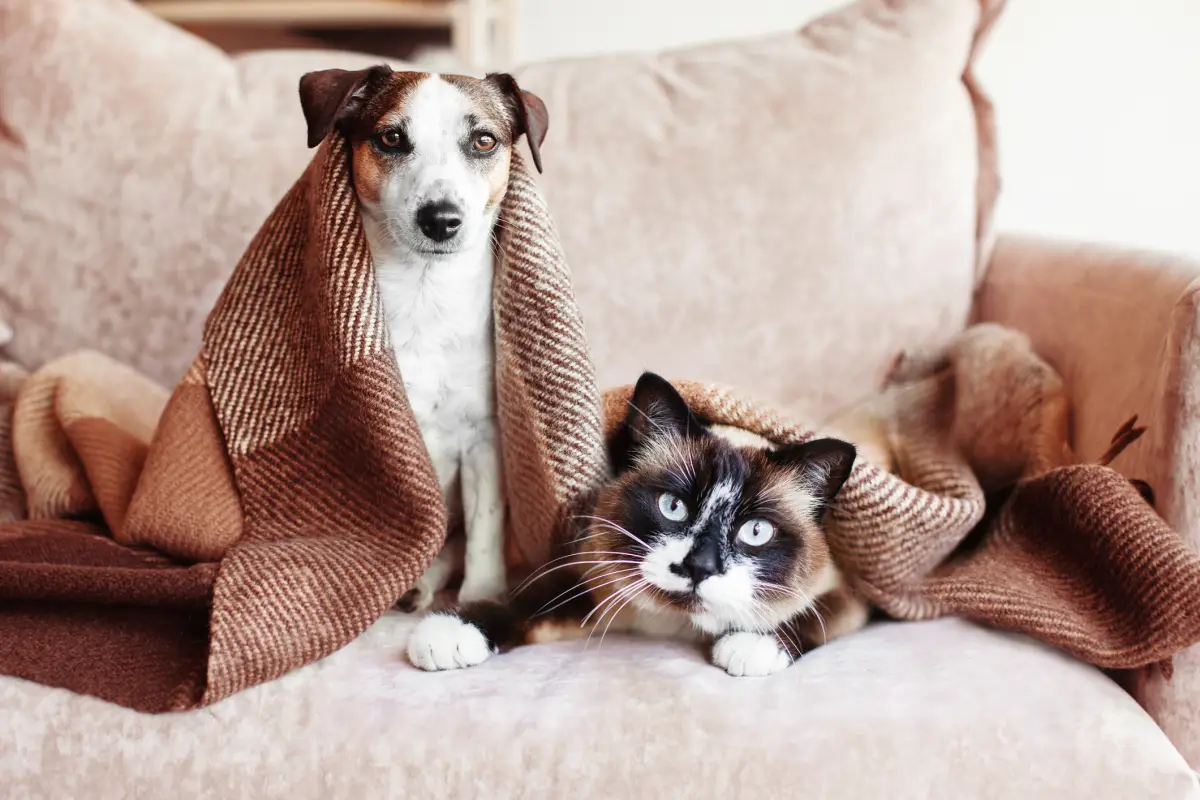 ¿Por qué las rentas pet friendly están ganando popularidad en México?