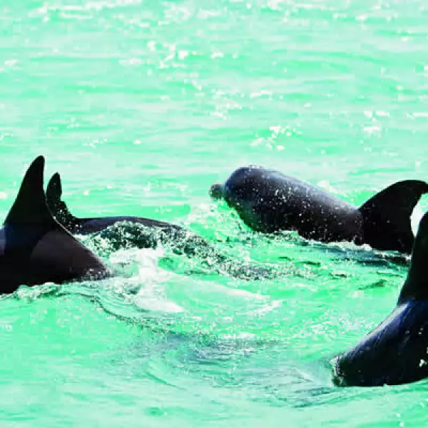 Los delfines están habituados a nadar cerca de las embarcaciones y acompañarlas por varios minutos.