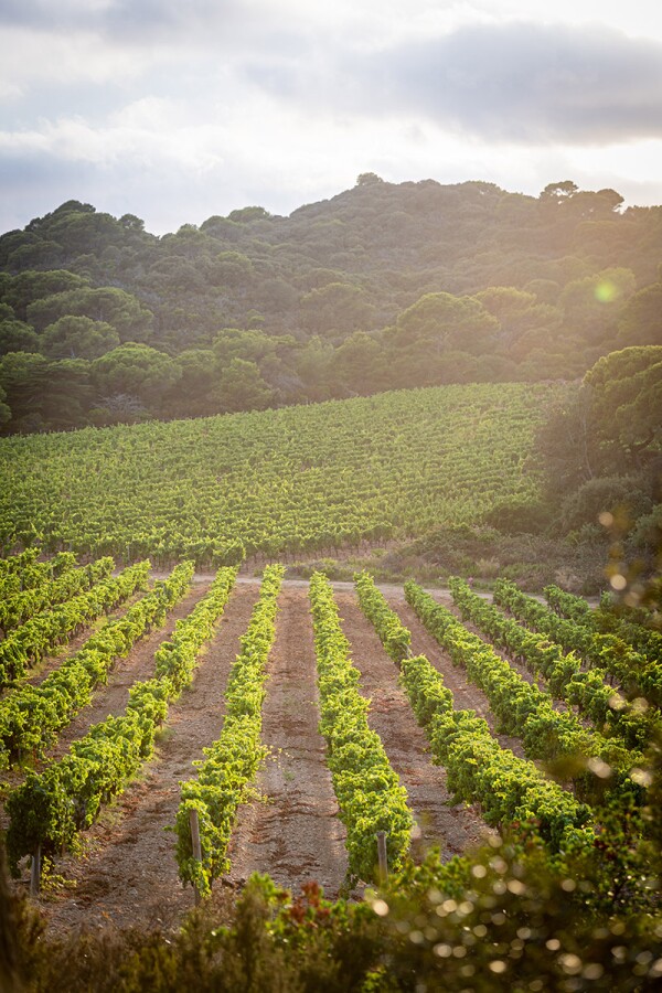 vino-rosado-blanco-chanel-domaine-ile-porquerolles-4