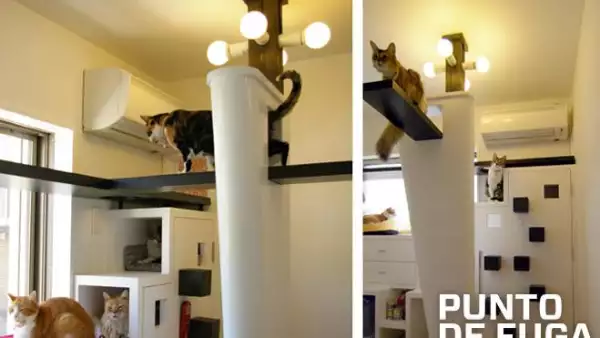 cats2-principal