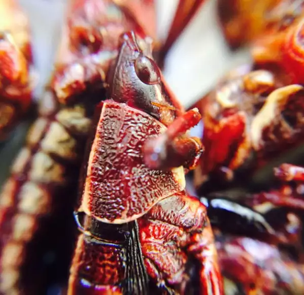 Así se veían los chapulines de cerca.