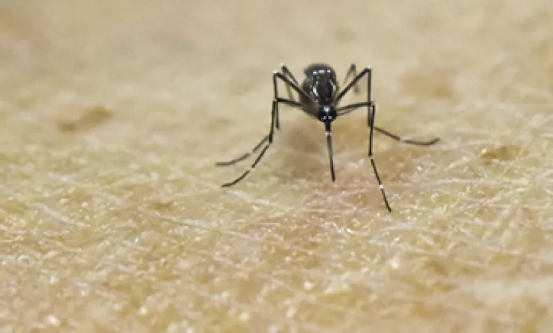 El mosquito transmisor del virus se ha propagado por gran parte de América Latina. (Foto: AFP)