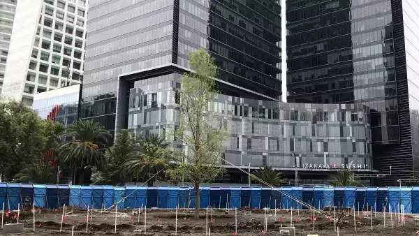 Un nuevo árbol ahuehuete fue plantado en la madrugada de este viernes, en lo que antes se conocía como la glorieta de la palma. 