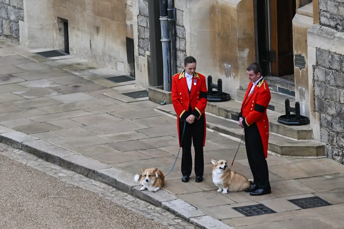 corgis-reina-isabel-ii-exposicion-londres