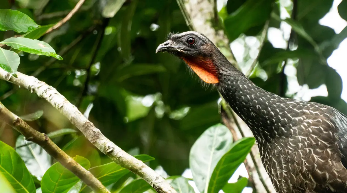 cafe-brasileño-excremento-pajaro
