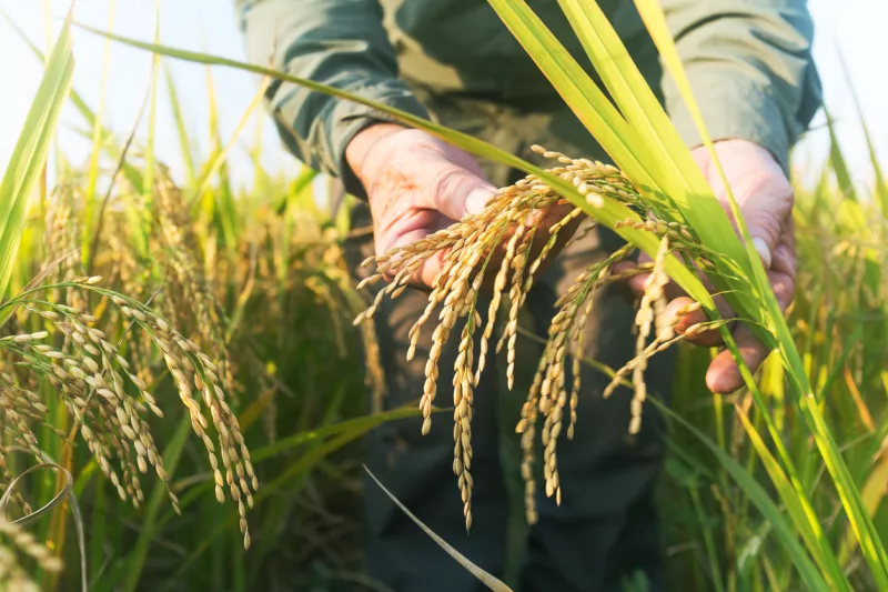old man checking ripe rice in autumn