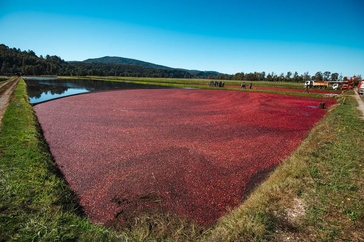OCEAN SPRAY-13.jpg