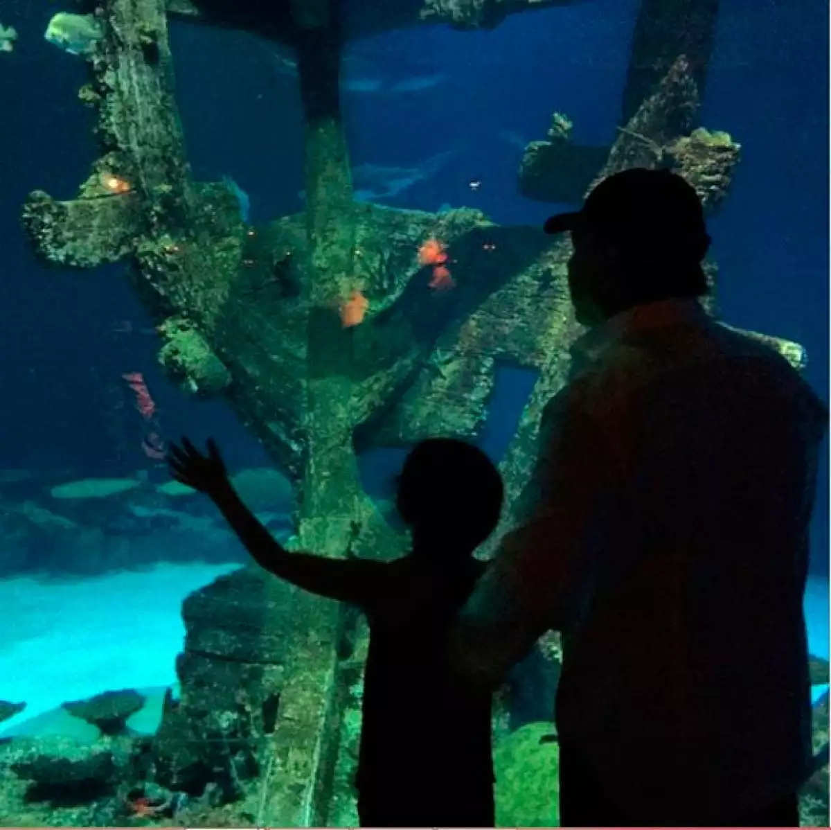 La pequeña Sabrina y Tommy Mottola admirando las maravillas marinas.