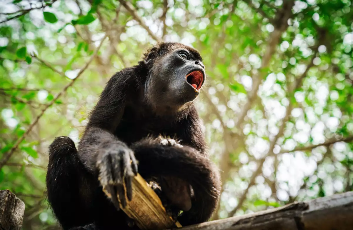 Mono aullador amenazado por el tren maya