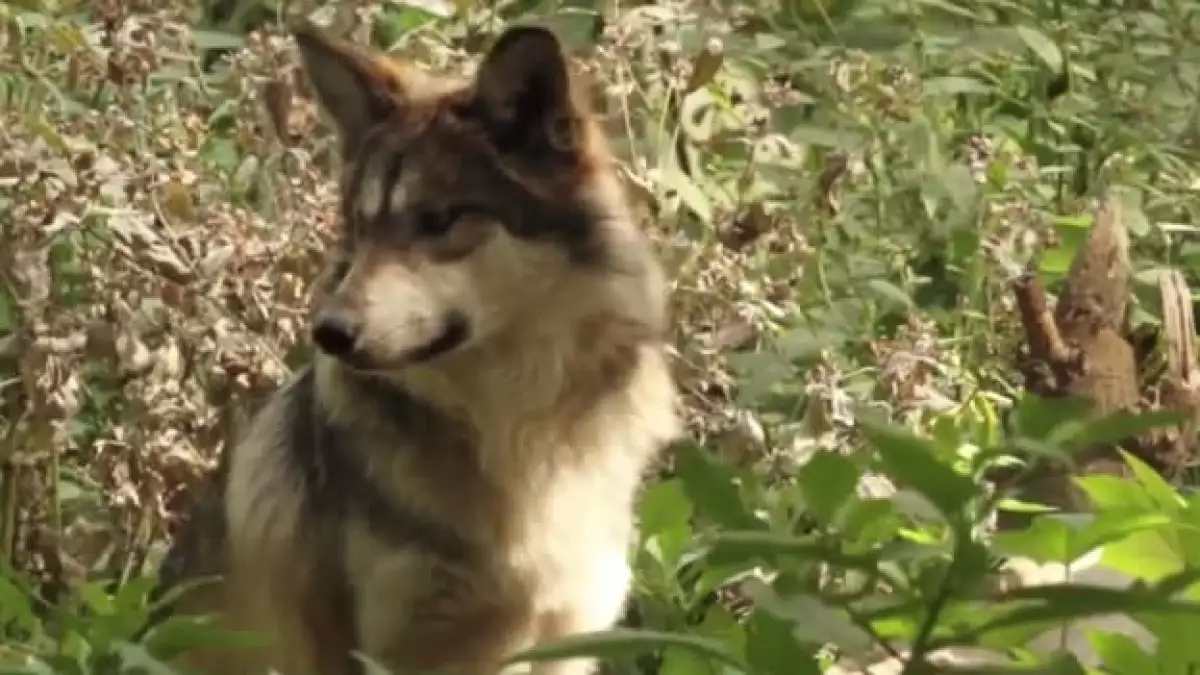 lobo mexicano