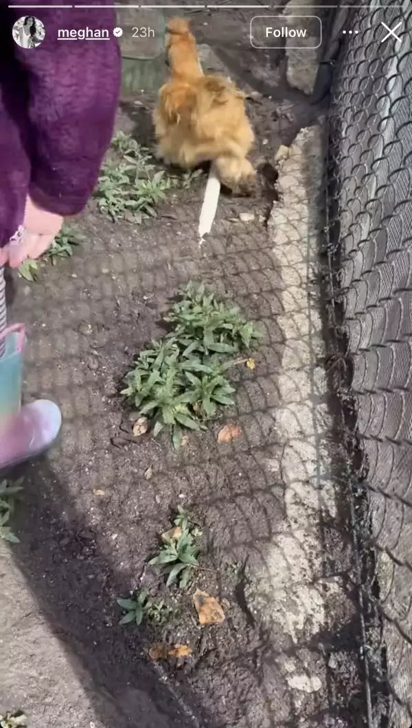 Gallinas-Meghan-Markle