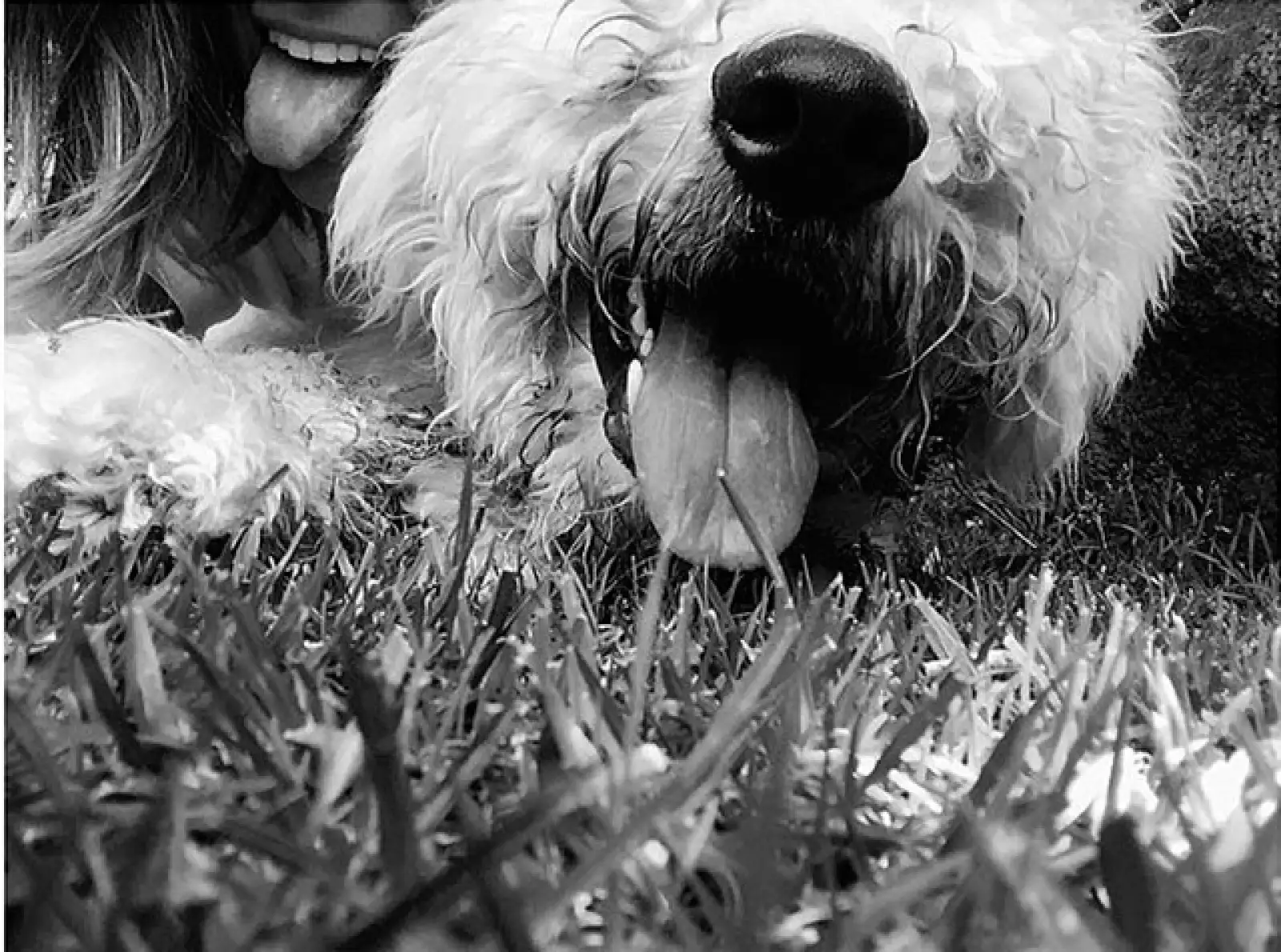 No hay duda de que las mascotas se parece n a su dueño, ¿o no?